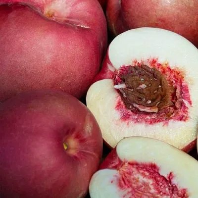 НЕКТАПЛЮМ  НЕКТАПЛЮМ в Грозном