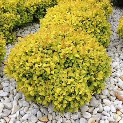 Барбарис БОНАНЗА ГОЛД тунберга в Грозном