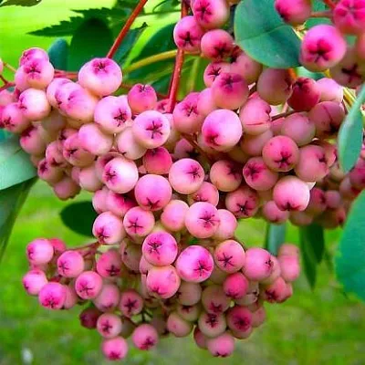 Рябина ПИНК сладкоплодная  Рябина ПИНК сладкоплодная в Грозном