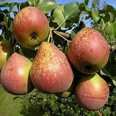 Груша МРАМОРНАЯ  Груша МРАМОРНАЯ в Грозном