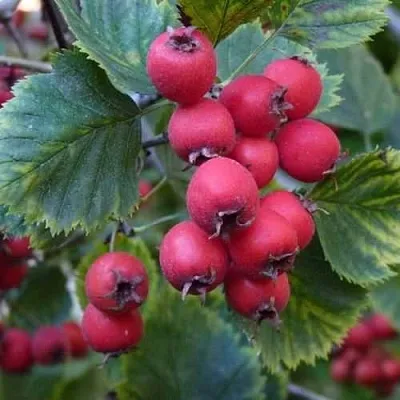 Боярышник АРНОЛЬДА в Грозном