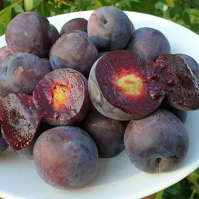 Сливово-вишневый гибрид МЕЙНОР  Сливово-вишневый гибрид МЕЙНОР в Грозном
