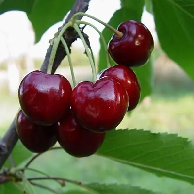 Черешня СТЕЛЛА в Грозном