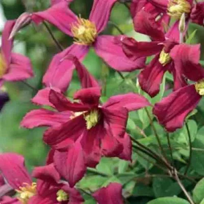 Клематис СТРОУБЕРРИ ФИЛДС  Клематис СТРОУБЕРРИ ФИЛДС в Грозном