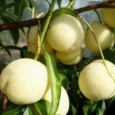 Персик АЙС ПИЧ  Персик АЙС ПИЧ в Грозном