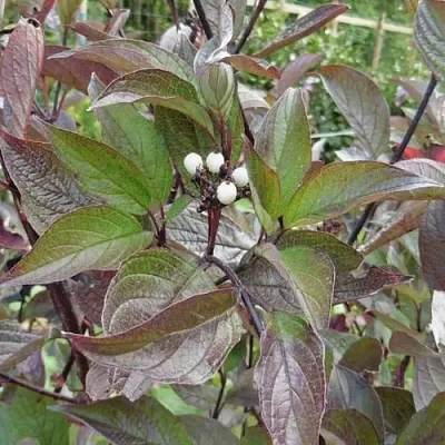 Дерен КЕССЕЛЬРИНГИ в Грозном