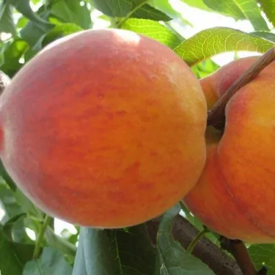 Персик СОЧНЫЙ — описание сорта Персик СОЧНЫЙ в Грозном