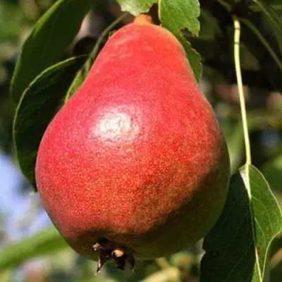 Груша НАРЯДНАЯ ЕФИМОВА  Груша НАРЯДНАЯ ЕФИМОВА в Грозном