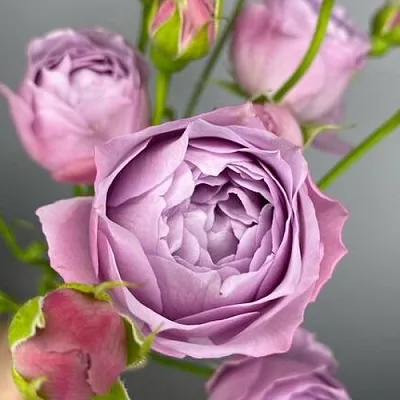 Саженцы роз ЛАВЕНДЕР БАБЛС спрей  Саженцы роз ЛАВЕНДЕР БАБЛС спрей в Грозном