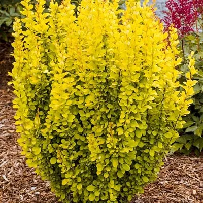 Барбарис ГОЛДЕН ТОРЧ тунберга в Грозном