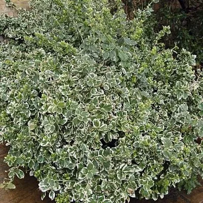 Бересклет ЭМЕРАЛЬД ГАИТИ форчуна в Грозном