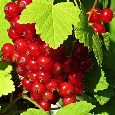 Смородина красная ГАЗЕЛЬ  Смородина красная ГАЗЕЛЬ в Грозном