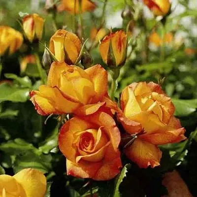 Саженцы роз САХАРА плетистая  Саженцы роз САХАРА плетистая в Грозном