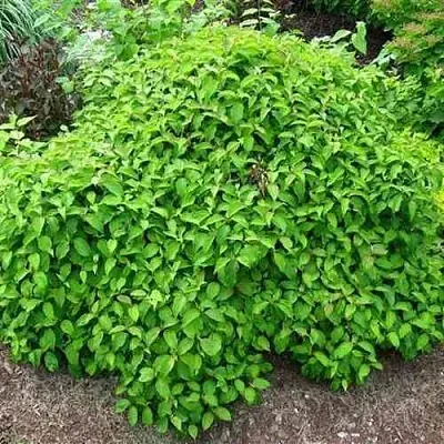 Дерен КЕЛСЕИ шелковистый   Дерен КЕЛСЕИ шелковистый  в Грозном