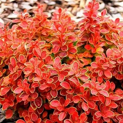 Барбарис КОРАЛ тунберга в Грозном