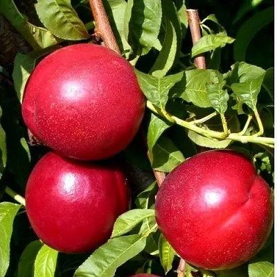 Нектарин ХАРКО  Нектарин ХАРКО в Грозном