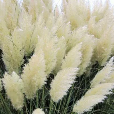 Кортадерия белая (пампасная трава) в Грозном