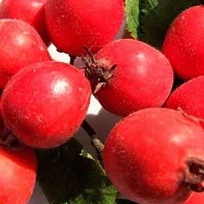 Боярышник КРУПНОПЛОДНЫЙ  Боярышник КРУПНОПЛОДНЫЙ в Грозном