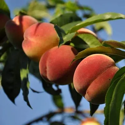 Персик ДАЧНЫЙ  Персик ДАЧНЫЙ в Грозном