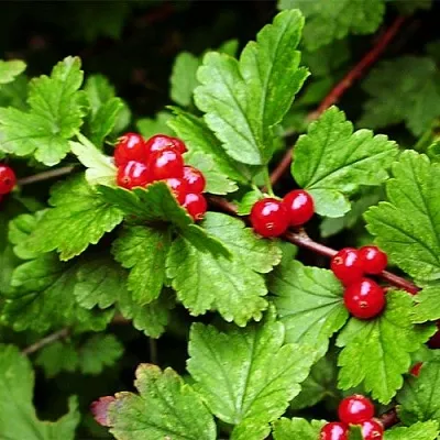 Смородина альпийская  Смородина альпийская в Грозном