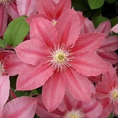 Клематис ЛИТЛ МЕРМЕЙД  Клематис ЛИТЛ МЕРМЕЙД в Грозном