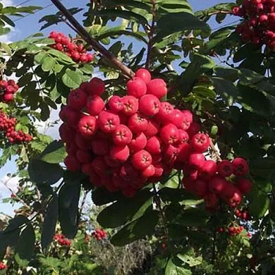 Рябина МОРАВСКАЯ сладкоплодная  Рябина МОРАВСКАЯ сладкоплодная в Грозном