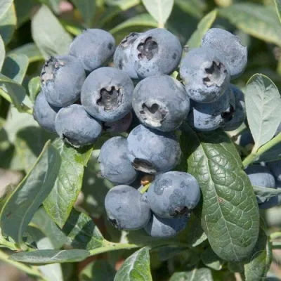 Голубика БРИГИТТА — описание сорта Голубика БРИГИТТА в Грозном