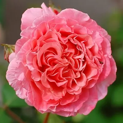 Саженцы роз ЛОРАН КАБРОЛЬ шраб  Саженцы роз ЛОРАН КАБРОЛЬ шраб в Грозном