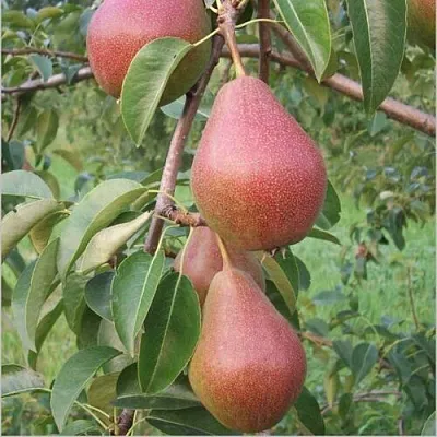 Груша РУМЯНАЯ КЕДРИНА  Груша РУМЯНАЯ КЕДРИНА в Грозном