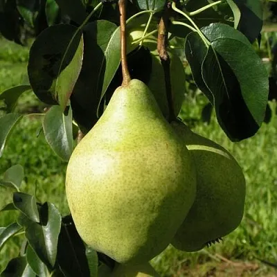 Груша МИНСКАЯ колонновидная  Груша МИНСКАЯ колонновидная в Грозном