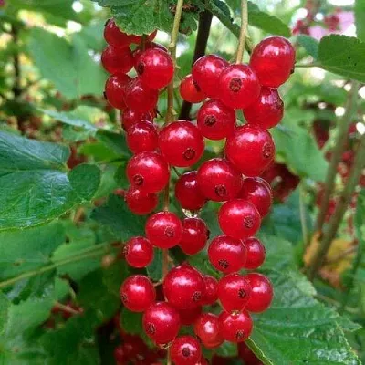 Смородина красная КОНСТАНТИНОВСКАЯ  Смородина красная КОНСТАНТИНОВСКАЯ в Грозном