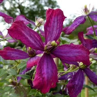 Клематис СВИТ САММЕР ЛАВ  Клематис СВИТ САММЕР ЛАВ в Грозном