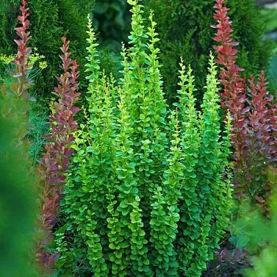 Барбарис ЭРЕКТА тунберга в Грозном