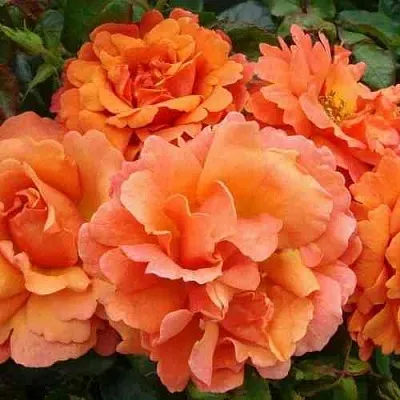 Саженцы роз БРИДЖ ОФ САЙЗ плетистая  Саженцы роз БРИДЖ ОФ САЙЗ плетистая в Грозном