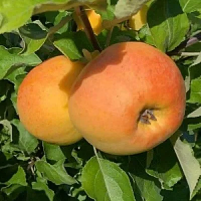 Яблоня АНТОНОВКА ЗОЛОТАЯ  Яблоня АНТОНОВКА ЗОЛОТАЯ в Грозном