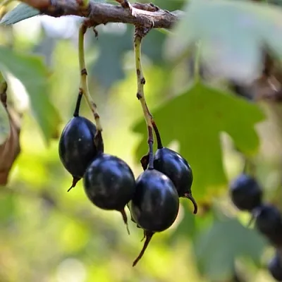 Смородина золотистая ДУСТЛИК  Смородина золотистая ДУСТЛИК в Грозном