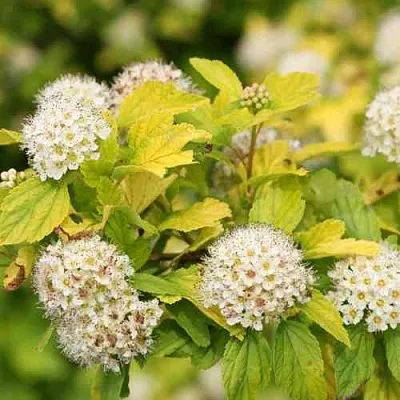 Пузыреплодник АНГЕЛ ГОЛД  Пузыреплодник АНГЕЛ ГОЛД в Грозном