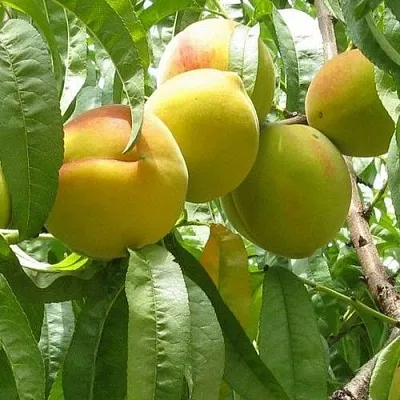 Персик СЕЯНЕЦ СТАРКА  Персик СЕЯНЕЦ СТАРКА в Грозном