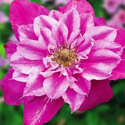 Клематис МАЙ ДАРЛИНГ   Клематис МАЙ ДАРЛИНГ  в Грозном