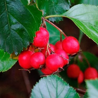 Боярышник ЛЮДМИЛ в Грозном