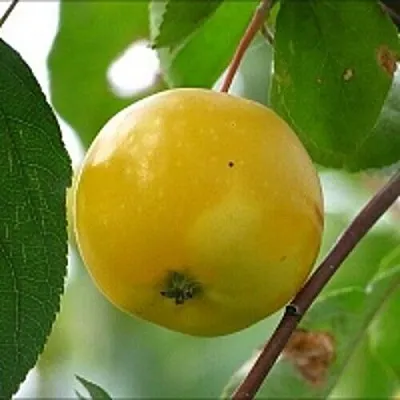 Яблоня КИТАЙКА ЖЁЛТАЯ колонновидная  Яблоня КИТАЙКА ЖЁЛТАЯ колонновидная в Грозном