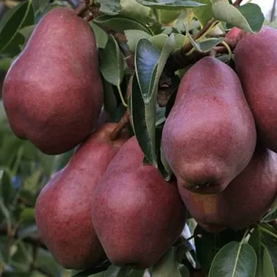 Груша РЕД ВИЛЬЯМС  Груша РЕД ВИЛЬЯМС в Грозном