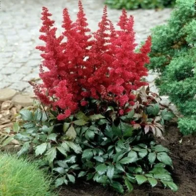 Астильба МОНТГОМЕРИ японская — описание сорта Астильба МОНТГОМЕРИ японская в Грозном
