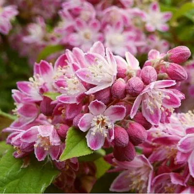 Дейция СТРОБЕРРИ ФИЛДС   Дейция СТРОБЕРРИ ФИЛДС  в Грозном