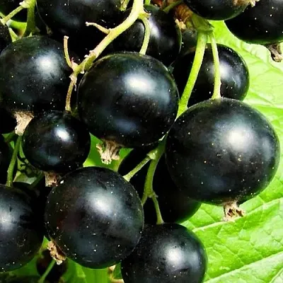 Смородина черная ДАЧНИЦА  Смородина черная ДАЧНИЦА в Грозном