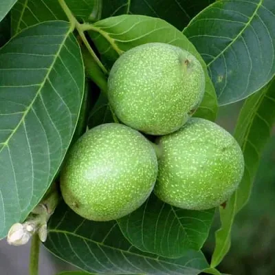 Грецкий орех ЮРИЙ ГАГАРИН  Грецкий орех ЮРИЙ ГАГАРИН в Грозном