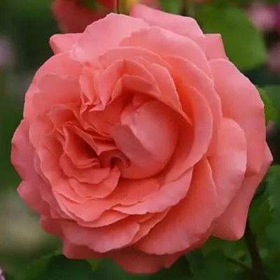 Саженцы роз ДИДИ БРИДЖУОТЕР плетистая  Саженцы роз ДИДИ БРИДЖУОТЕР плетистая в Грозном