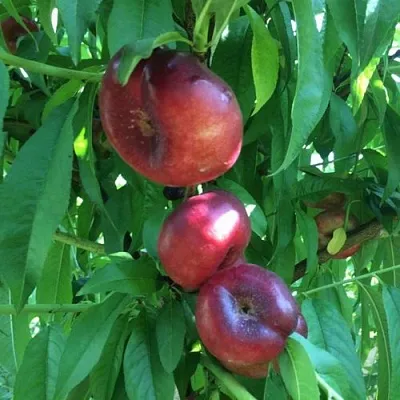 Нектарин ДОНАТ ИНЖИРНЫЙ  Нектарин ДОНАТ ИНЖИРНЫЙ в Грозном