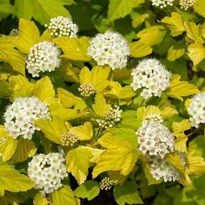 Пузыреплодник ДАРТС ГОЛД  Пузыреплодник ДАРТС ГОЛД в Грозном