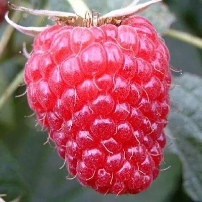 Ремонтантная  Ремонтантная в Грозном